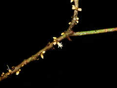 Henriettea duckeana