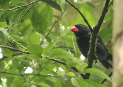 Saltator fuliginosus