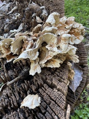 Laetiporus gilbertsonii