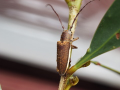 Rhytiphora decipiens