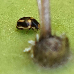 Hyperaspis trifurcata