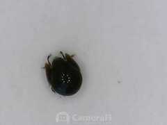 Galumnidae