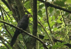 Saltator fuliginosus