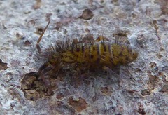 Orchesella villosa