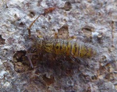 Orchesella villosa