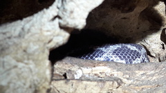 Pseudelaphe phaescens