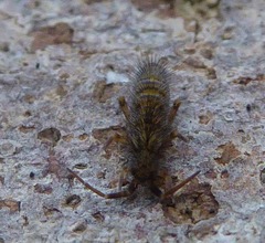 Orchesella villosa