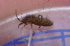 Orchesella villosa