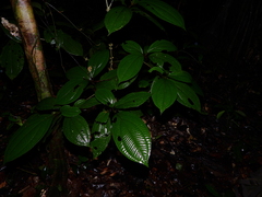 Henriettea duckeana