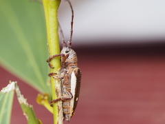 Rhytiphora decipiens