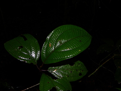Henriettea duckeana