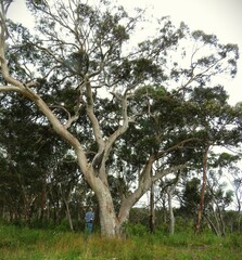 Eucalyptus racemosa