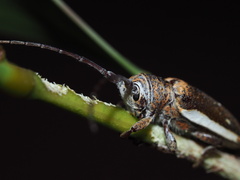 Rhytiphora decipiens