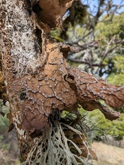 Lobaria