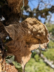 Lobaria