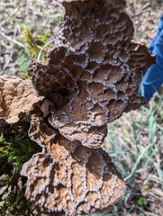 Lobaria