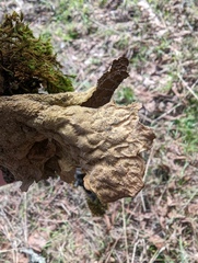 Lobaria