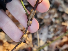 Neolasioptera nodulosa