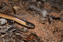 Suta nigriceps