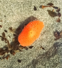 Lissothuria nutriens