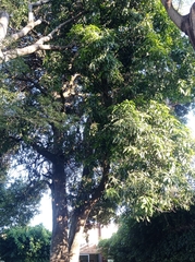 Mangifera indica