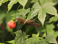 Diglossa albilatera