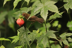 Diglossa albilatera