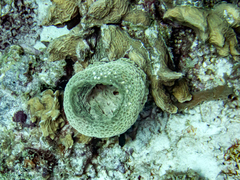 Callyspongia plicifera