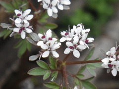 Erigenia bulbosa