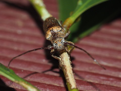 Rhytiphora decipiens