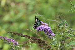 Graphium cloanthus
