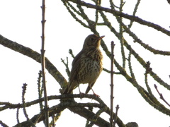 Turdus philomelos