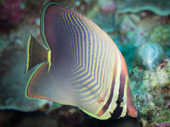 Chaetodon baronessa