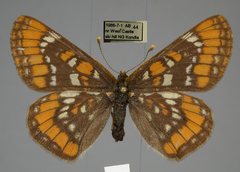 Euphydryas gillettii