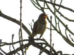 Turdus philomelos