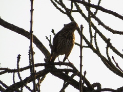 Turdus philomelos