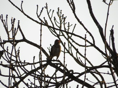 Turdus philomelos