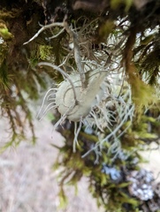 Usnea intermedia