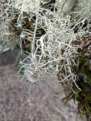 Usnea intermedia