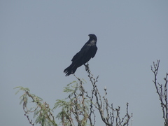 Corvus cryptoleucus