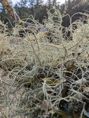 Usnea intermedia