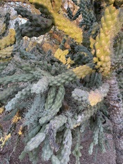 Cylindropuntia fulgida