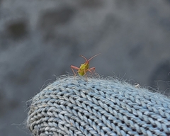 Harmostes reflexulus