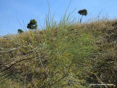 Retama sphaerocarpa