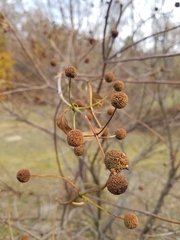 Cephalanthus occidentalis