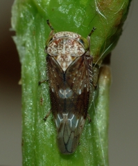 Acericerus vittifrons