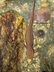 Paramesotriton hongkongensis