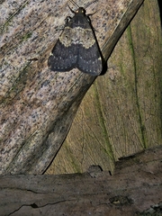 Hydrillodes lentalis