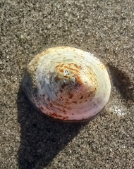 Crepipatella lingulata