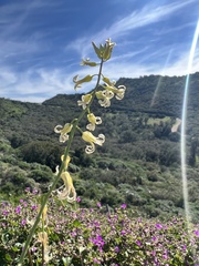 Caulanthus heterophyllus